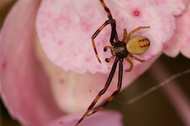 Misumena_vatia_D8280_Z_88_Les Gris_Frankrijk.jpg